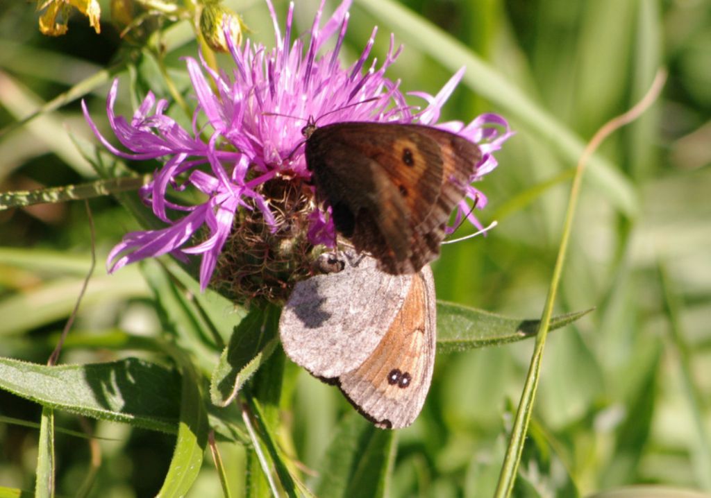 Erebia neoridas?